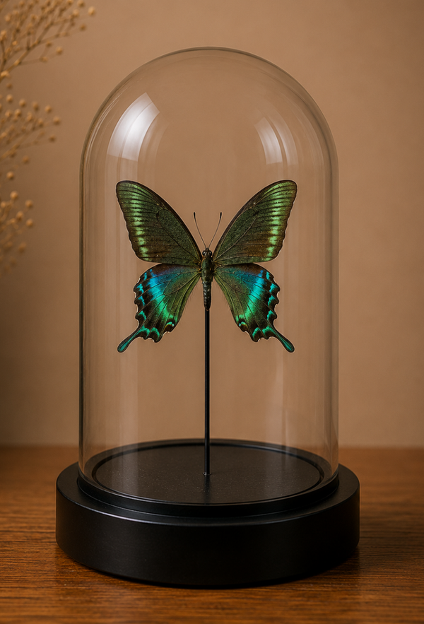 Stolp vlinder Papilio maackii