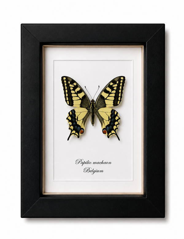 Vlinder Papilio machaon