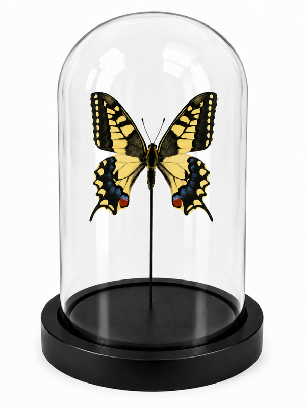 Stolp vlinder Papilio machaon