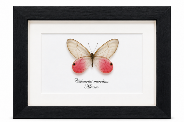 Vlinder Cithaerias merolina