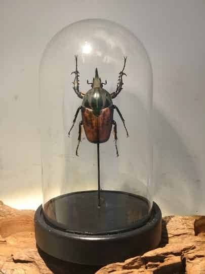 Kever Mecynorrhina oberthuri