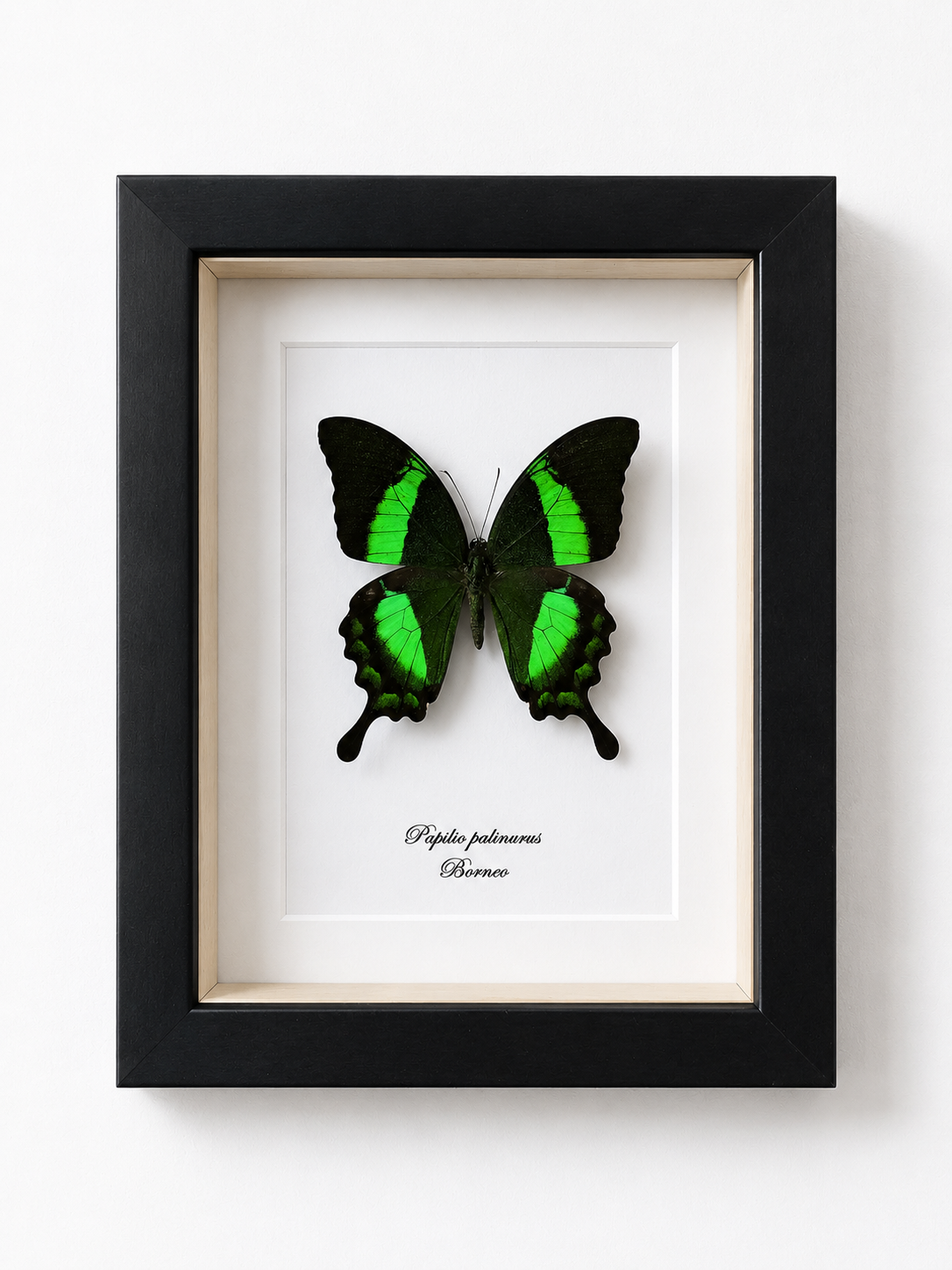 Vlinder Papilio palinurus