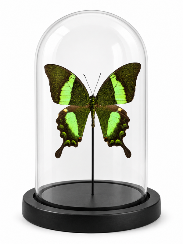 Stolp vlinder Papilio palinurus