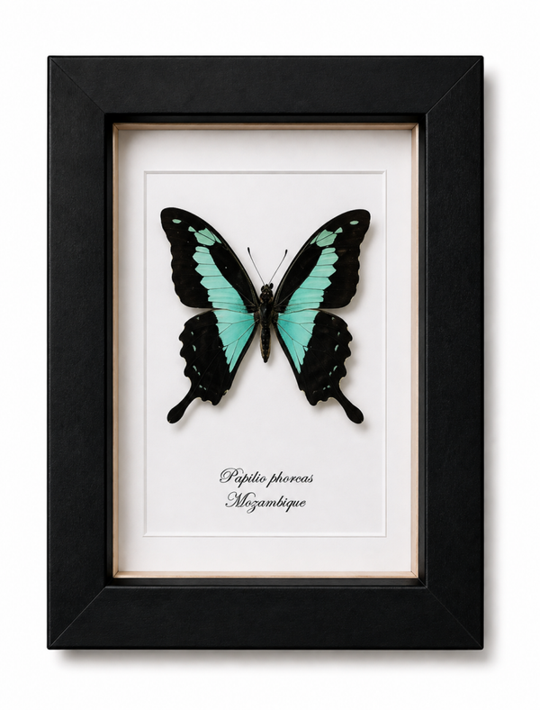 Vlinder Papilio paris