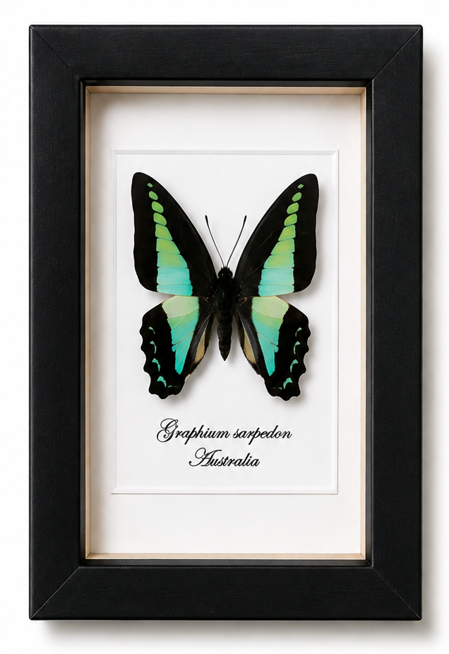 Vlinder Graphium sarpedon