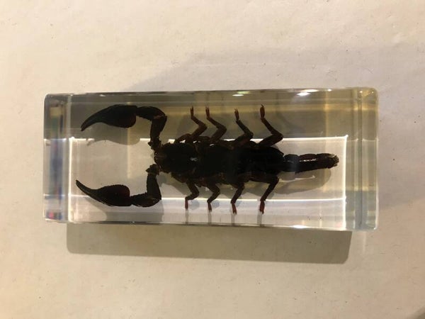 Ingietsel schorpioen