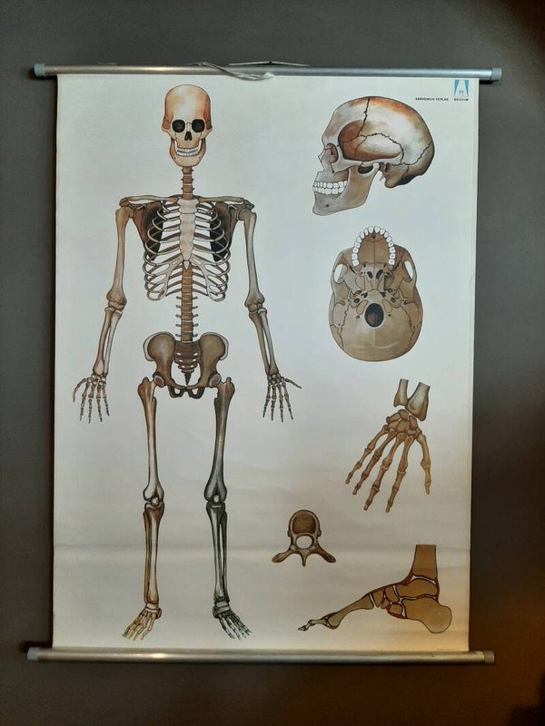 Shoolkaart  menselijk skelet