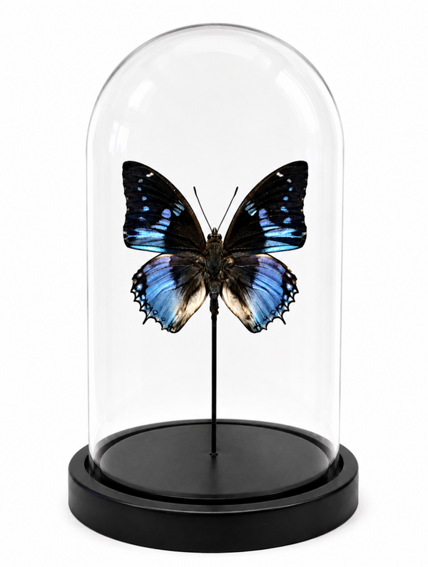 Stolp met vlinder Charaxes smaragdalis