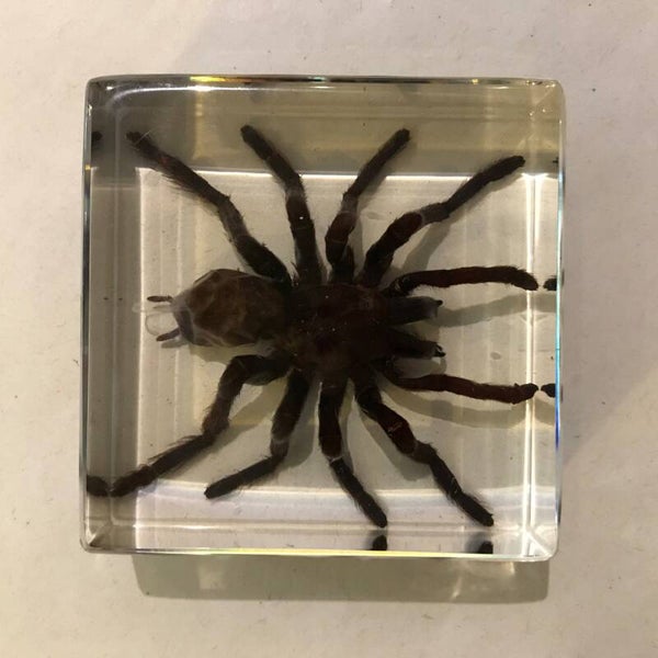 Ingietsel Tarantula spin