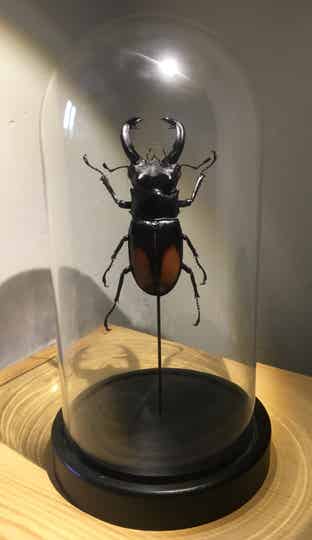 Kever Hexarthrius parryi