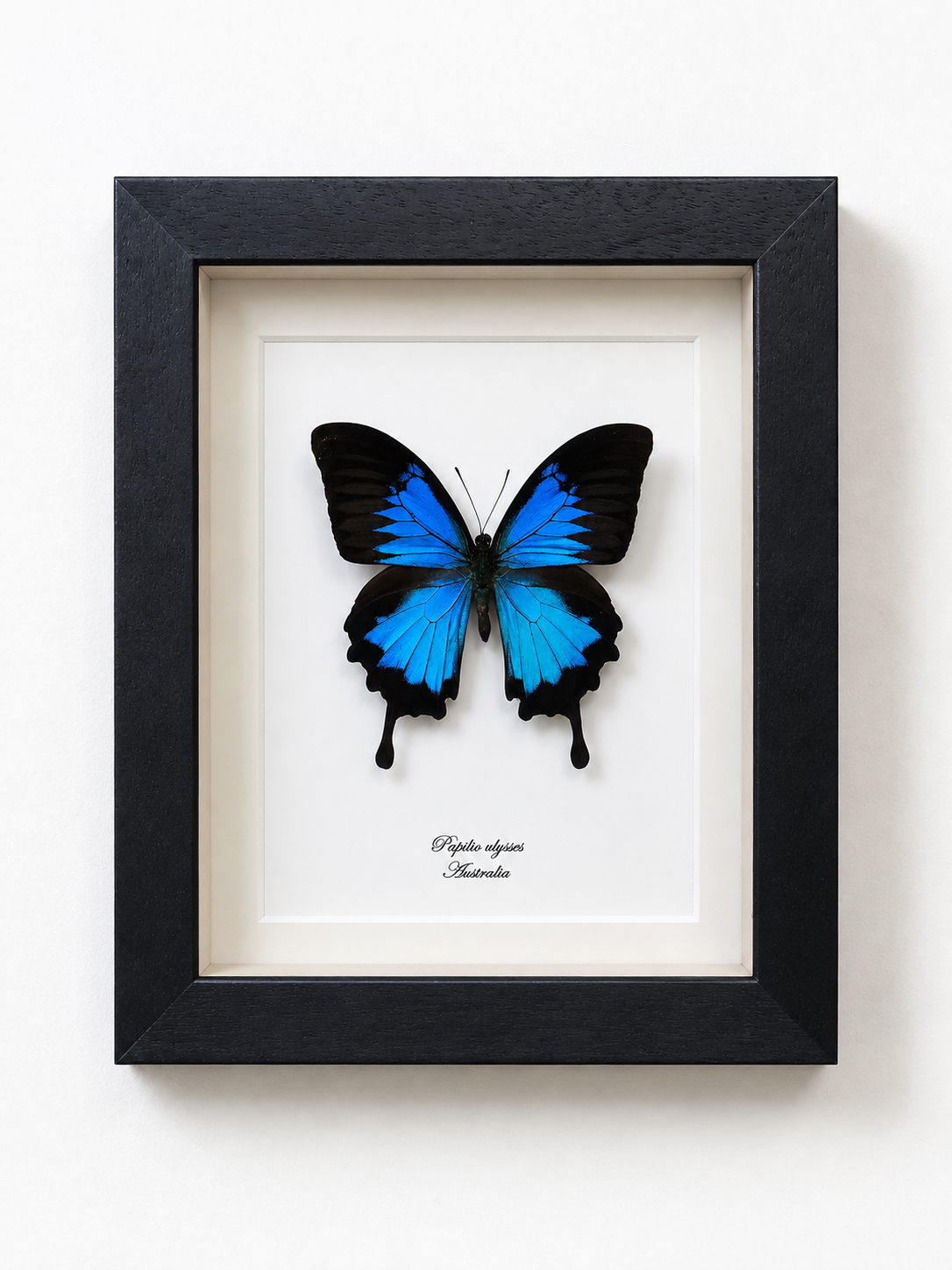 Vlinder Papilio ulysses