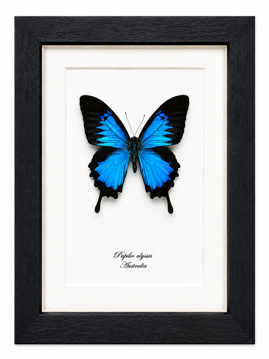 Vlinder Papilio ulysses