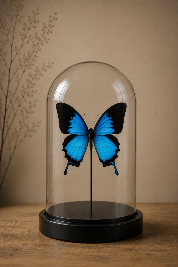 Stolp vlinder Papilio ulysses