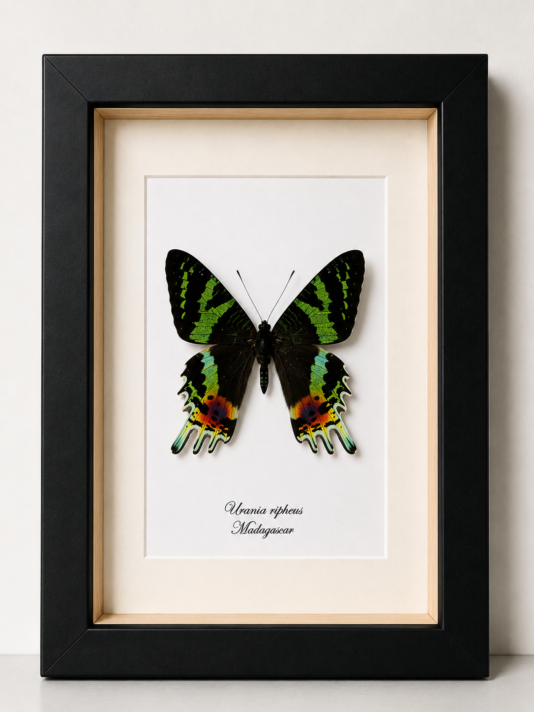 Vlinder Urania ripheus