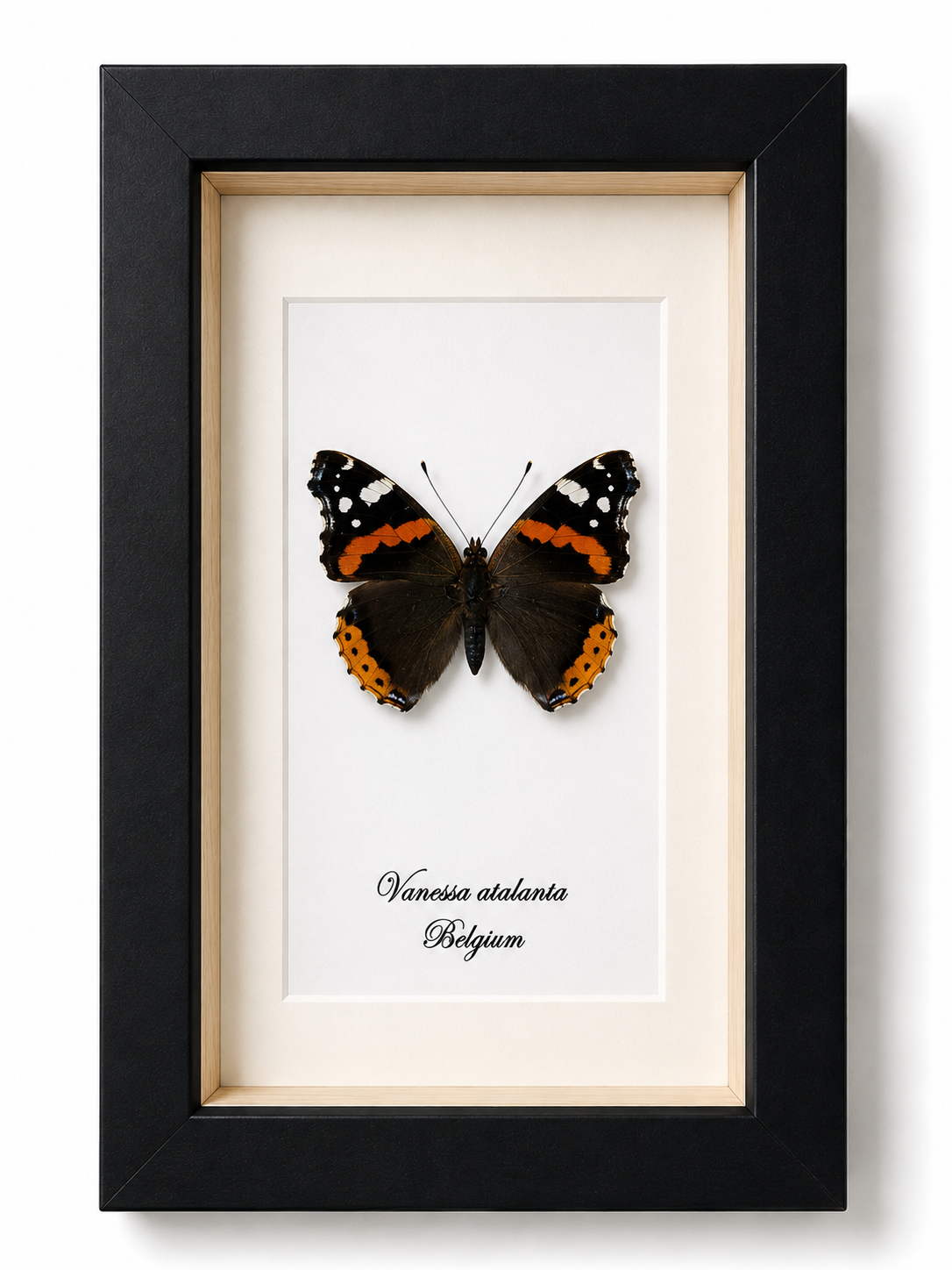 Vlinder Vanessa atalanta