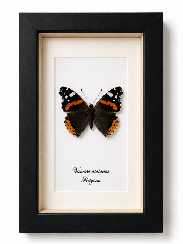 Vlinder Vanessa atalanta