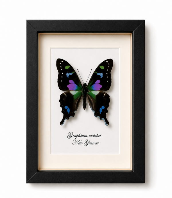 Vlinder Graphium weiskei