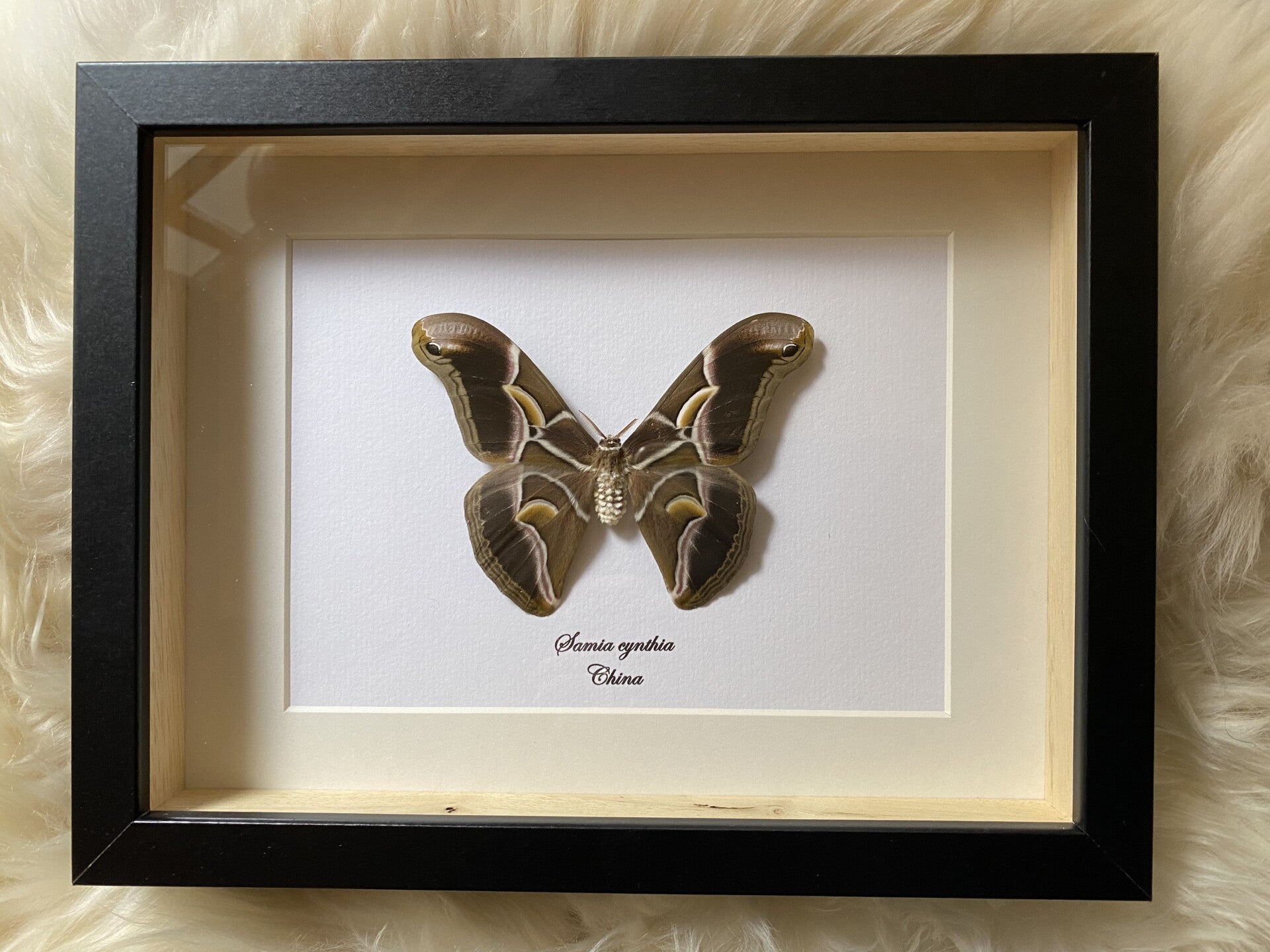 Vlinder Samia cynthia