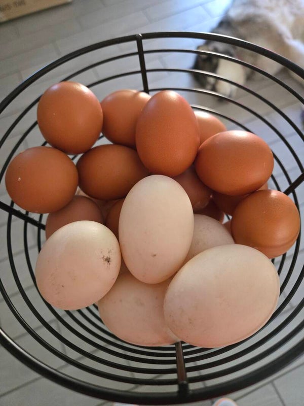 Dozen Chicken Eggs
