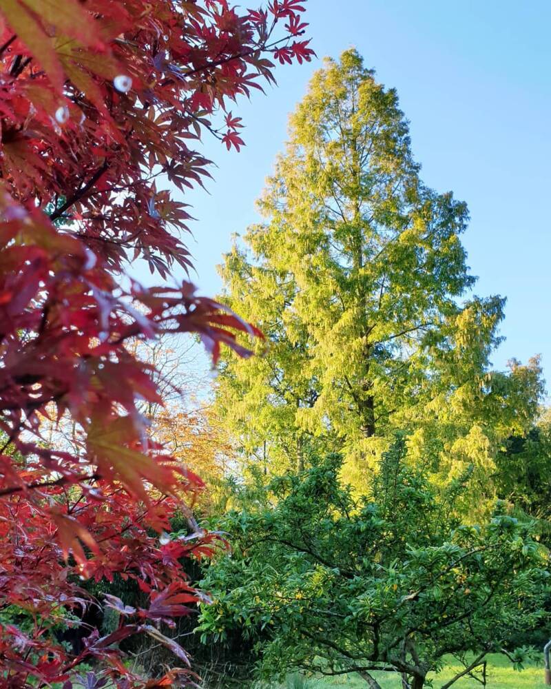 Sekoya boom Sekoya Center