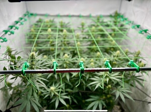 BudCatcher 8x8 - SCROG Netz