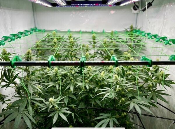 BudCatcher 8x8 - Double Layer SCROG Netz