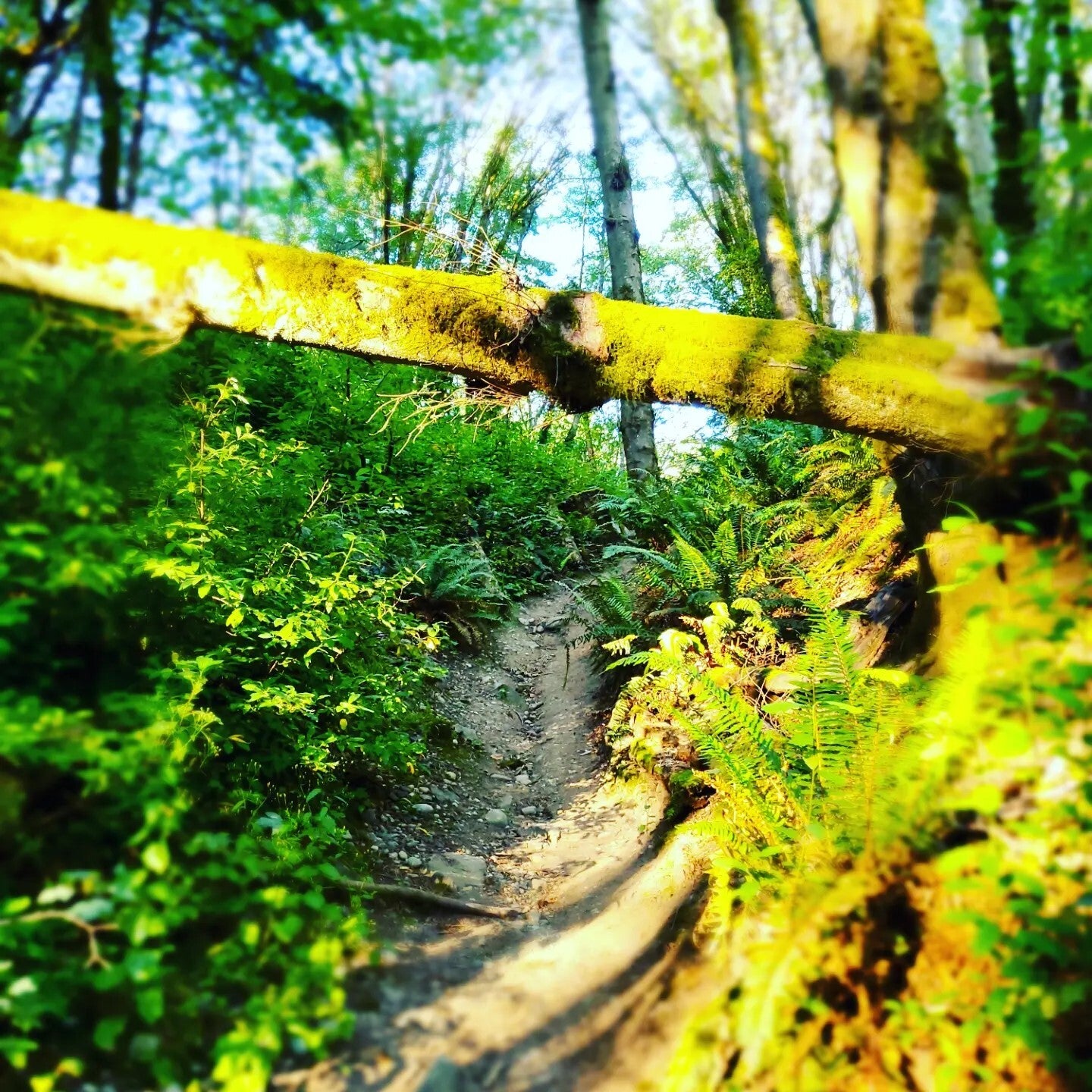 Beyond the Fallen Tree