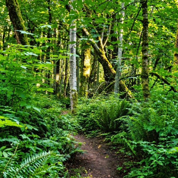 Deep in the Wild
