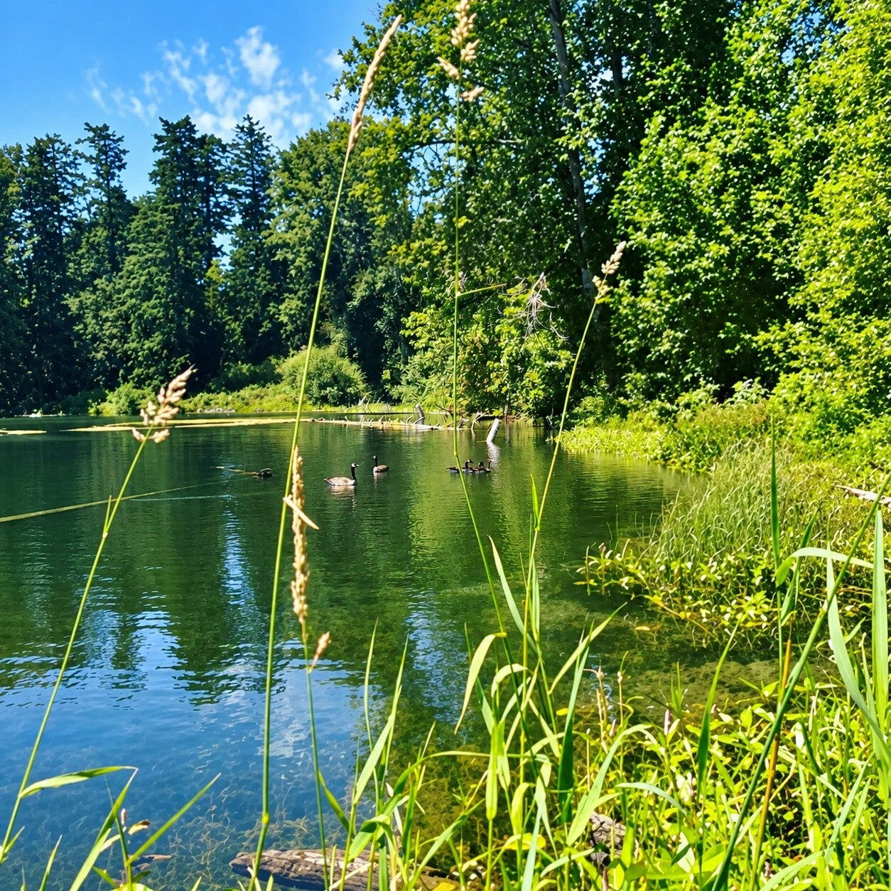 Emerald Reflection