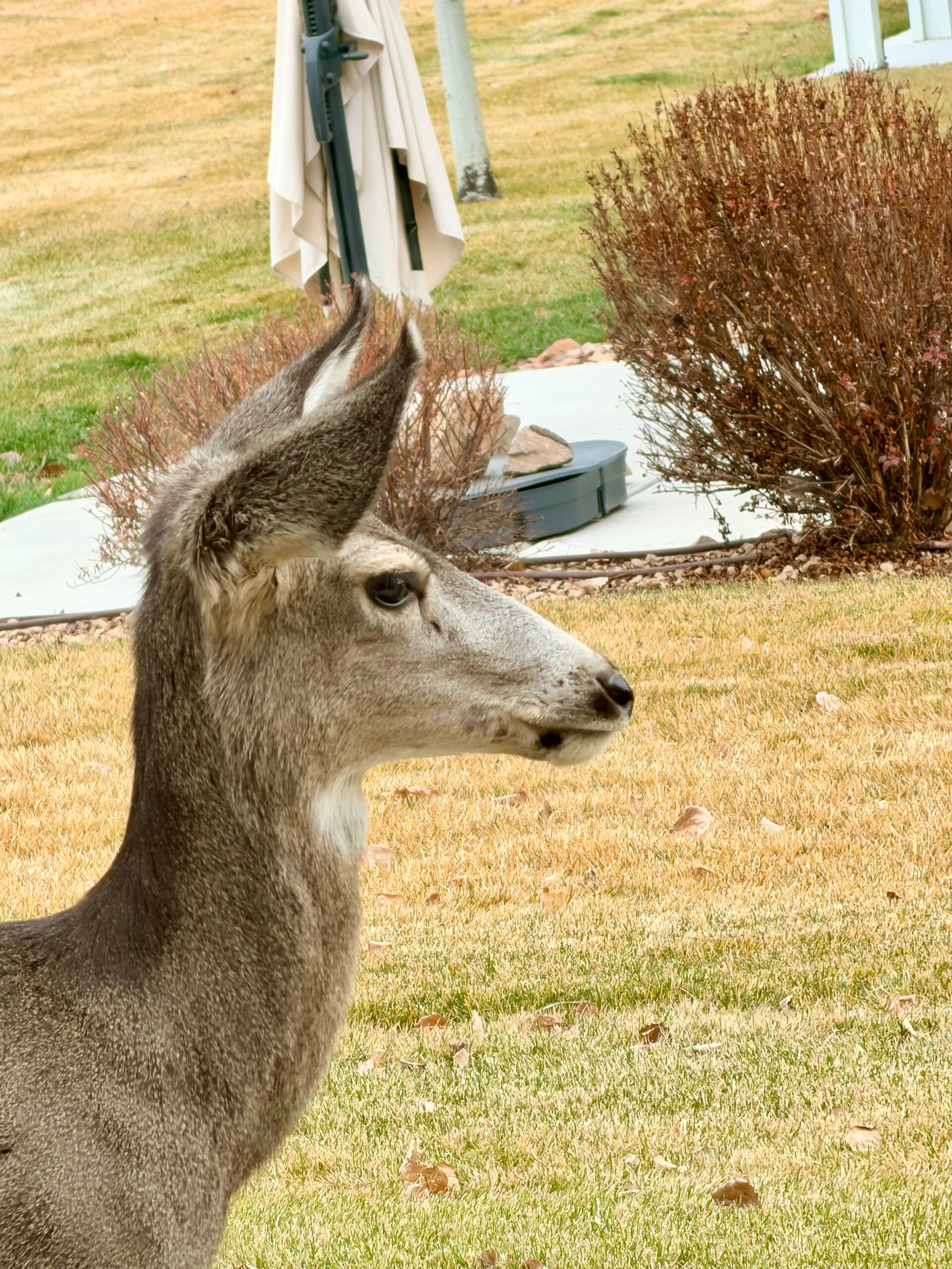Gentle Encounter