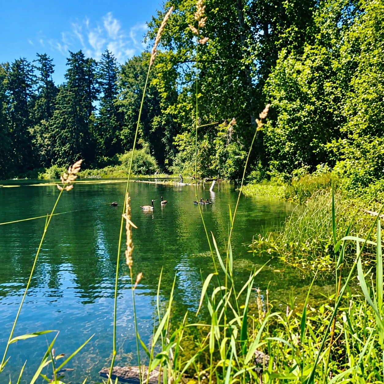 Reflections of the Wild