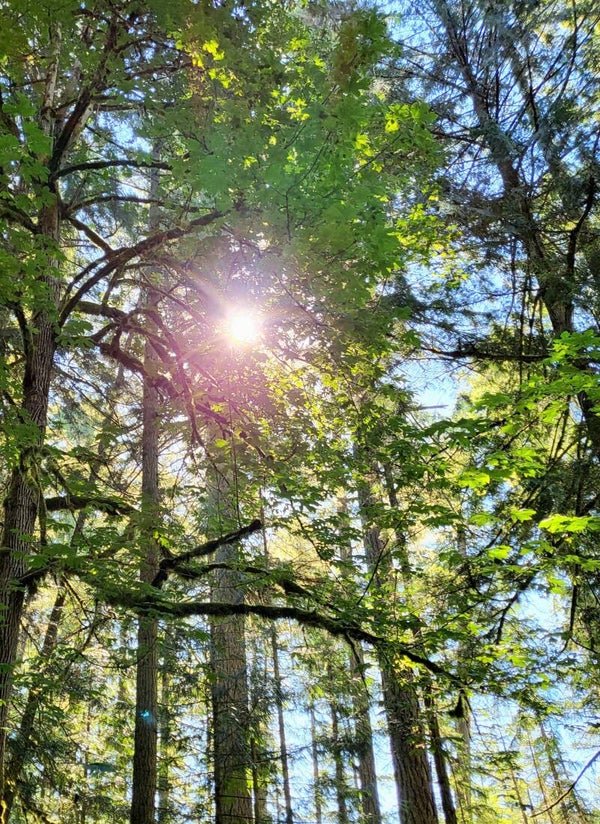 Sunlight Through the Pines