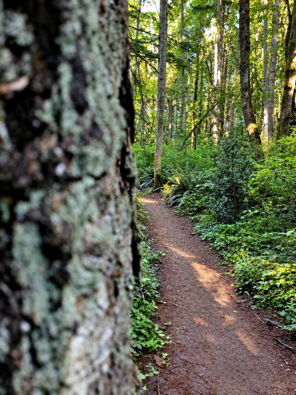 Through the Trees