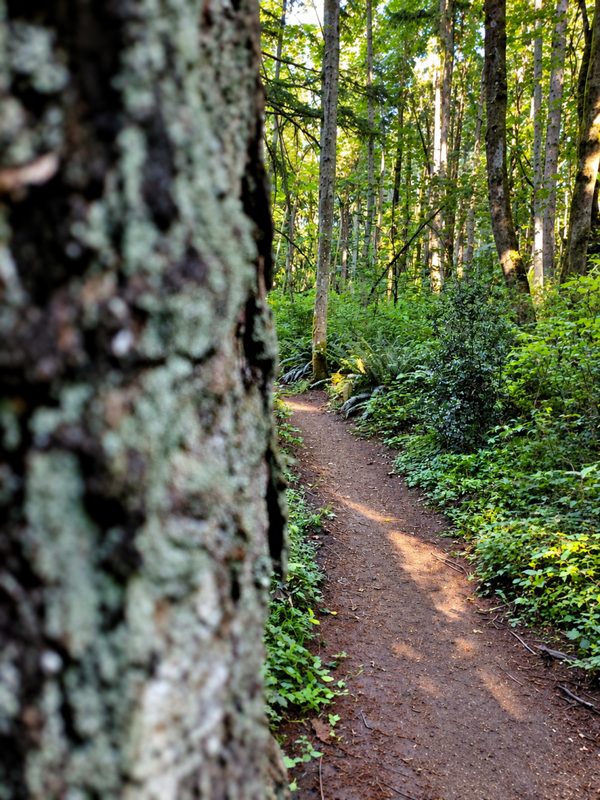 Through the Trees