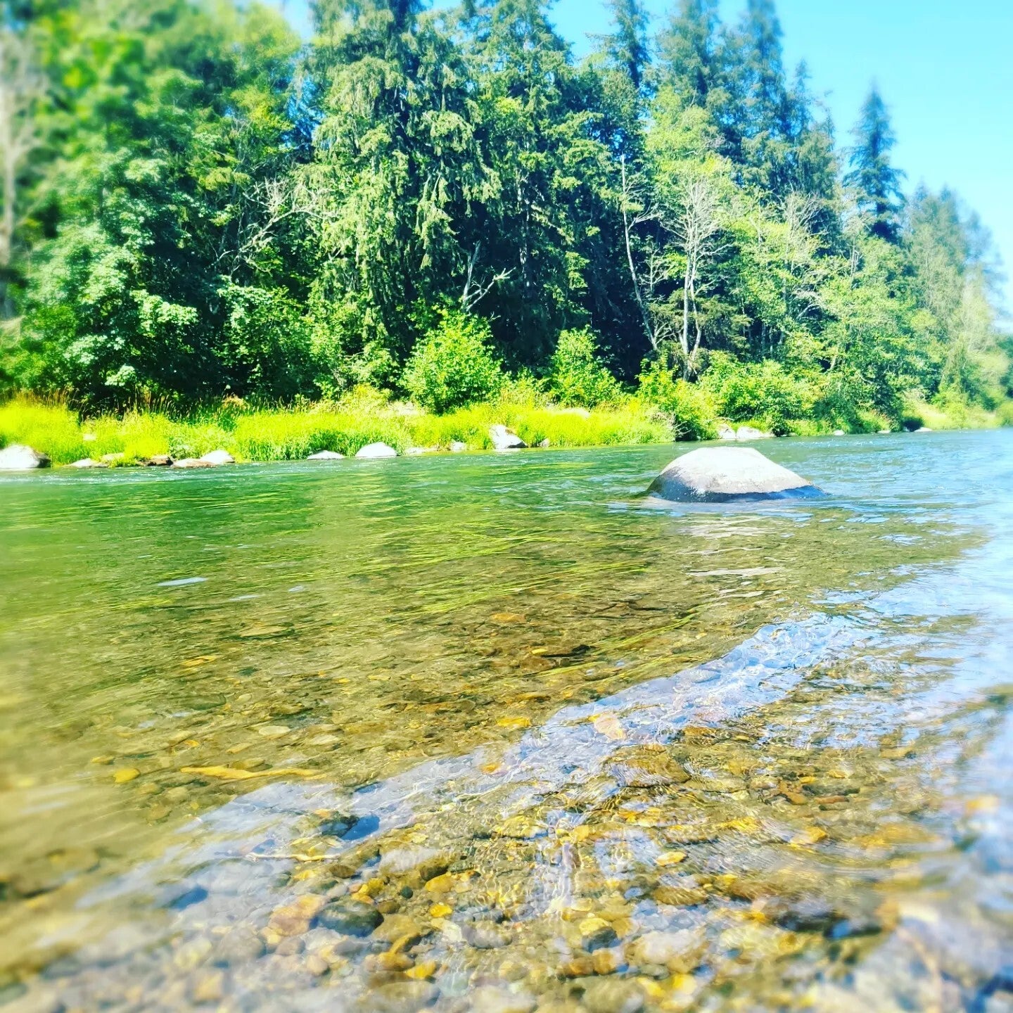 Where the Forest Meets the Water