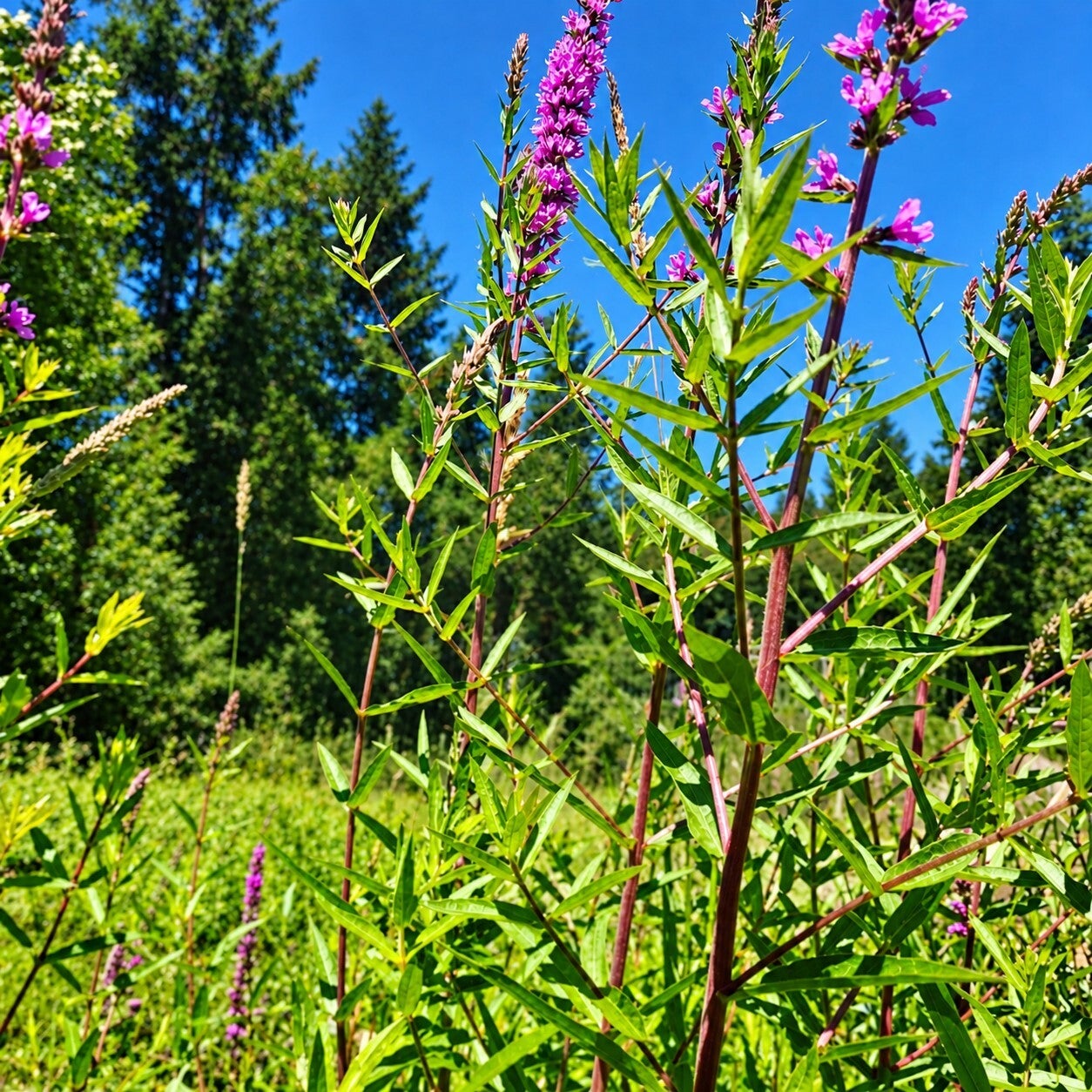 Wild in Bloom