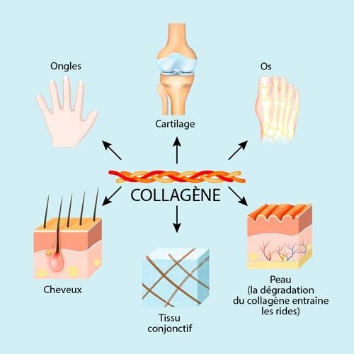 Schéma du collagène dans le corps peau cheveux ongles articulations os cartilage