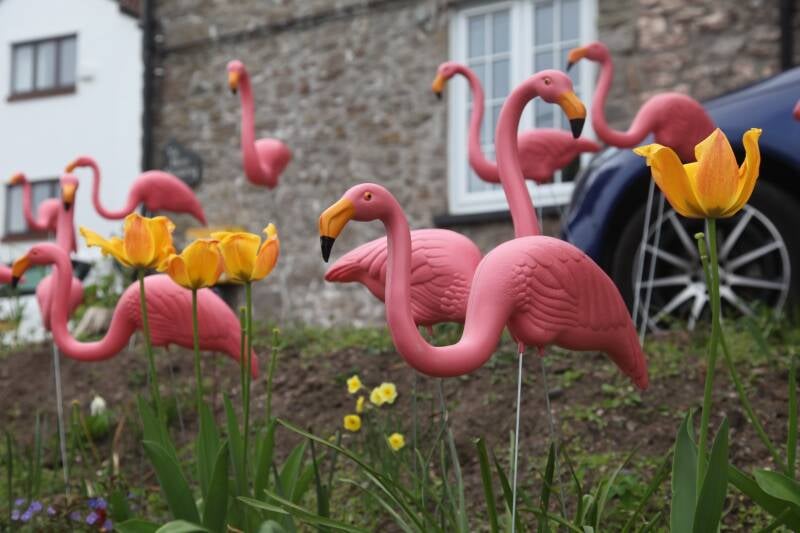 A flamboyance of flamingos in a garden 