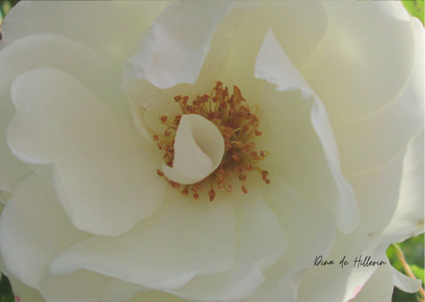 La Rosa Blanca