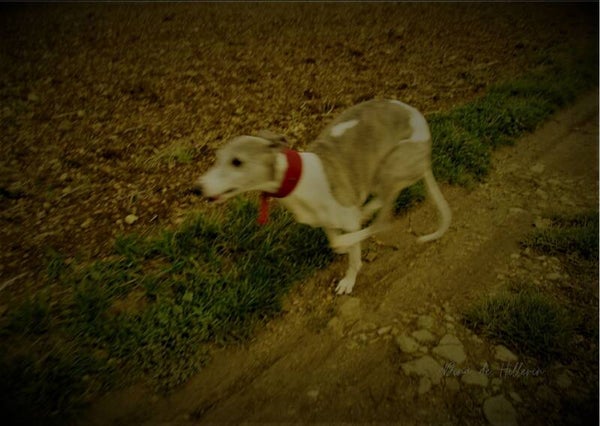 The run