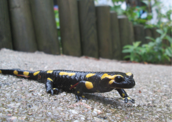 Salamandra