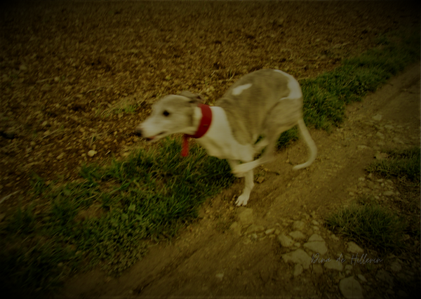 The run