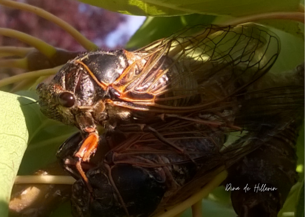 Cicadidae