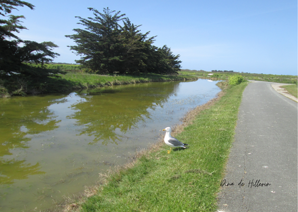 L'oiseau au bord de l'eau