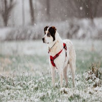 max-schnee-standard-ie98qe.jpg