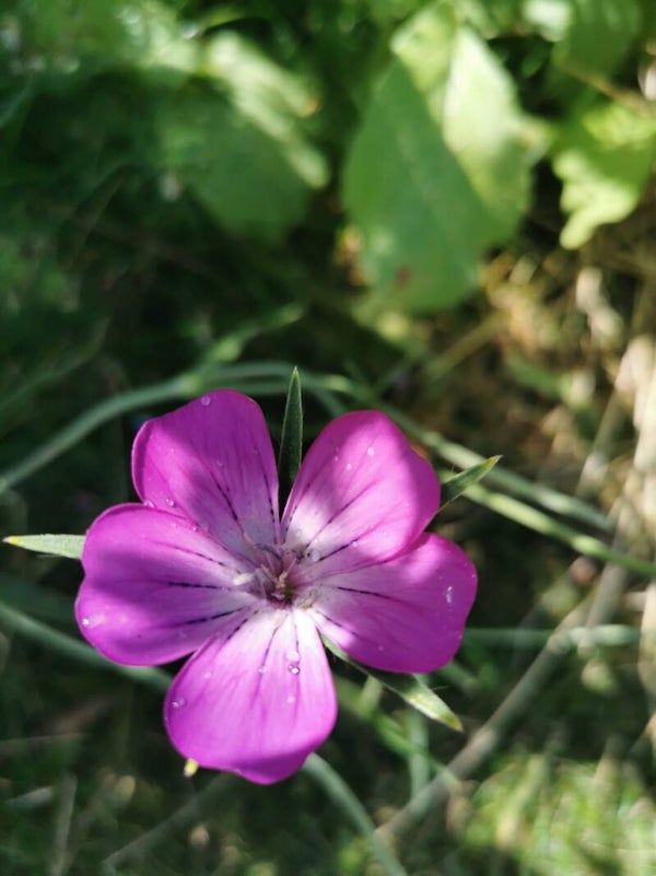 Bolderik zaden Grootverpakking