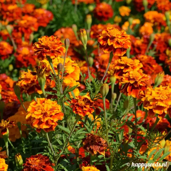 Afrikaantjes zaden Grootverpakking
