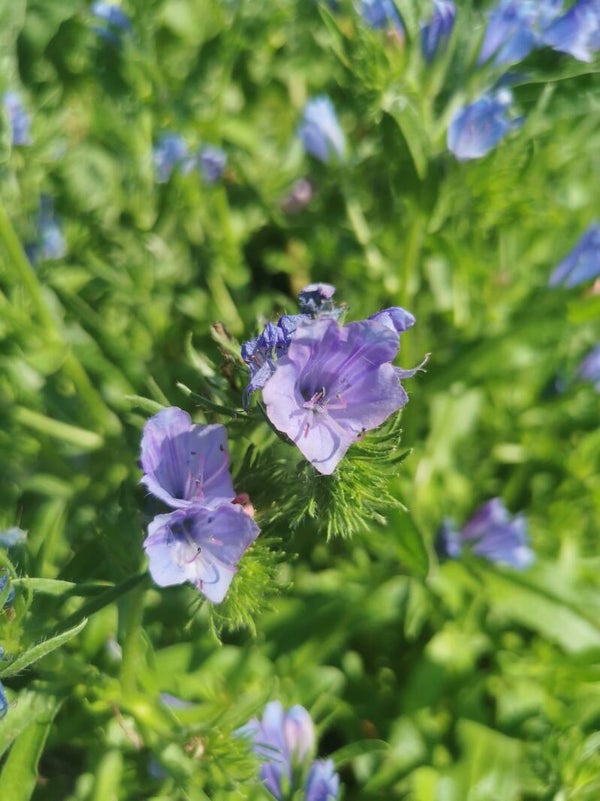 Slangenkruid zaden Grootverpakking