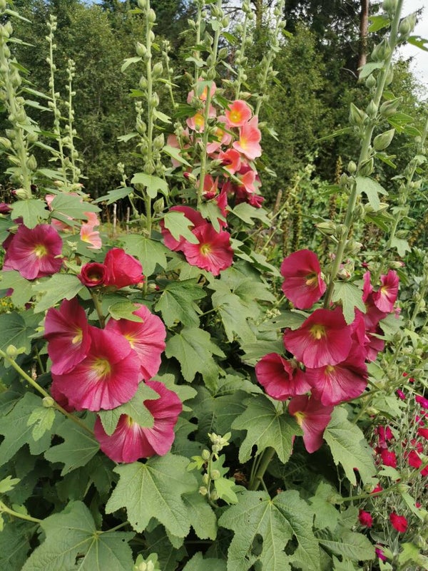 Stokroos zaden Grootverpakking