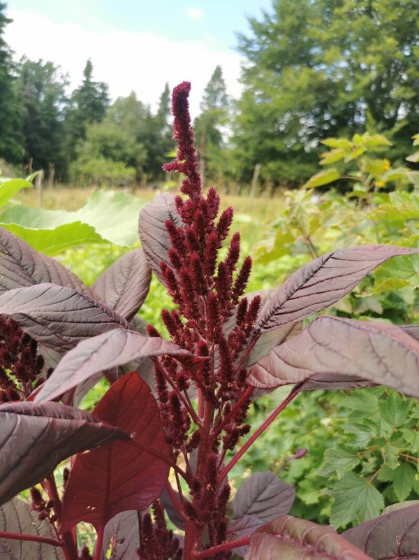 Amarant Red Velvet zaden Grootverpakking